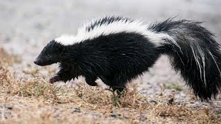 Love stinks It’s skunk mating season in Ohio [upl. by Egbert]