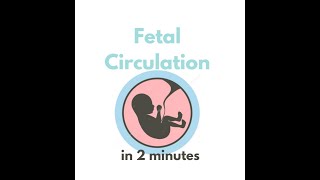 Fetal circulation in 2 mins [upl. by Edasalof]