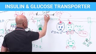 Insulin amp Glucose Transporters  EXPLAINED [upl. by Allen]