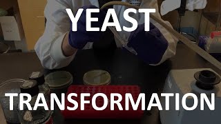 Yeast Transformation Lab Tutorial [upl. by Leban]