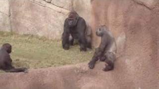 Gorillas at the LA ZOO watch the whole video [upl. by Kurtz]