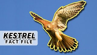 Kestrel Facts they HOVER while HUNTING 🦅  Animal Fact Files [upl. by Gnuy655]