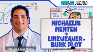 Biochemistry  Michaelis Menten amp LineweaverBurk Plot [upl. by Einaj]