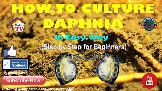 HOW TO CULTURE DAPHNIA In Easy Way [upl. by Dielle348]