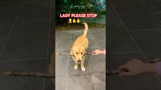 Drop it failsjunior goldenretriever happy dropit love cuteshortsviral shorts trending [upl. by Onurb]