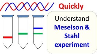 Meselson and Stahl experiment [upl. by Sang]