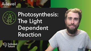 Photosynthesis The Light Dependent Reaction  A Level Biology Revision  AQA [upl. by Eedna]