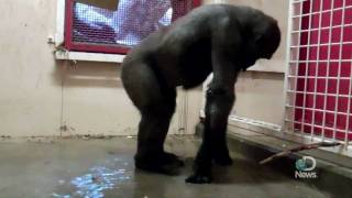 Breakdancing Gorilla at the Calgary Zoo Explained [upl. by Nelon]