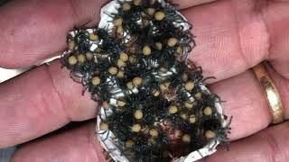 DEADLY SPIDER EGG SAC OPENING  The Australian Reptile Park [upl. by Ogait]