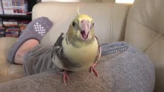 Angry Cockatiel Screaming [upl. by Higley829]