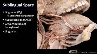 Oral Cavity  Oral Cavity and Sublingual Space [upl. by Nylak852]