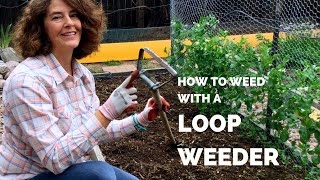 Using a Loop Weeder to Kill Weeds Quickly [upl. by Atnom554]