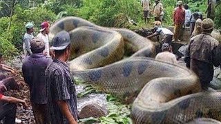 10 Biggest Snakes in the World [upl. by Karly]