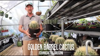 Golden Barrel Cactus Facts [upl. by Kerge390]