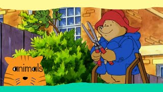 Paddington Bear  Paddington Takes a Cut [upl. by Ruhtua]