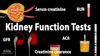 Normal Renal Anatomy [upl. by Hnao]