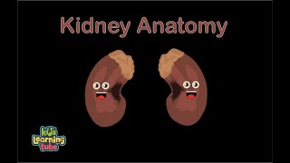 Biology  How the Kidneys Work  Kidneys Part 13 27 [upl. by Wystand]