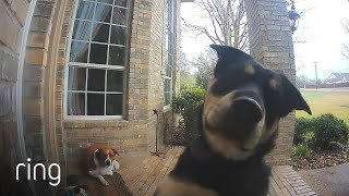 Family Dogs Learn to Use Ring Video Doorbell to Get Owner’s Attention  RingTV [upl. by Richter]