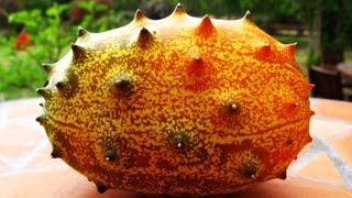 Kiwano  African Horned Melon Growing amp Tasting [upl. by Gustavo576]