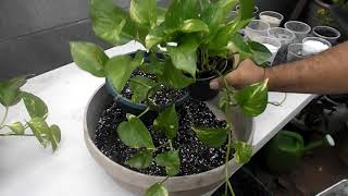 Repotting Pothos [upl. by Nnawaj]